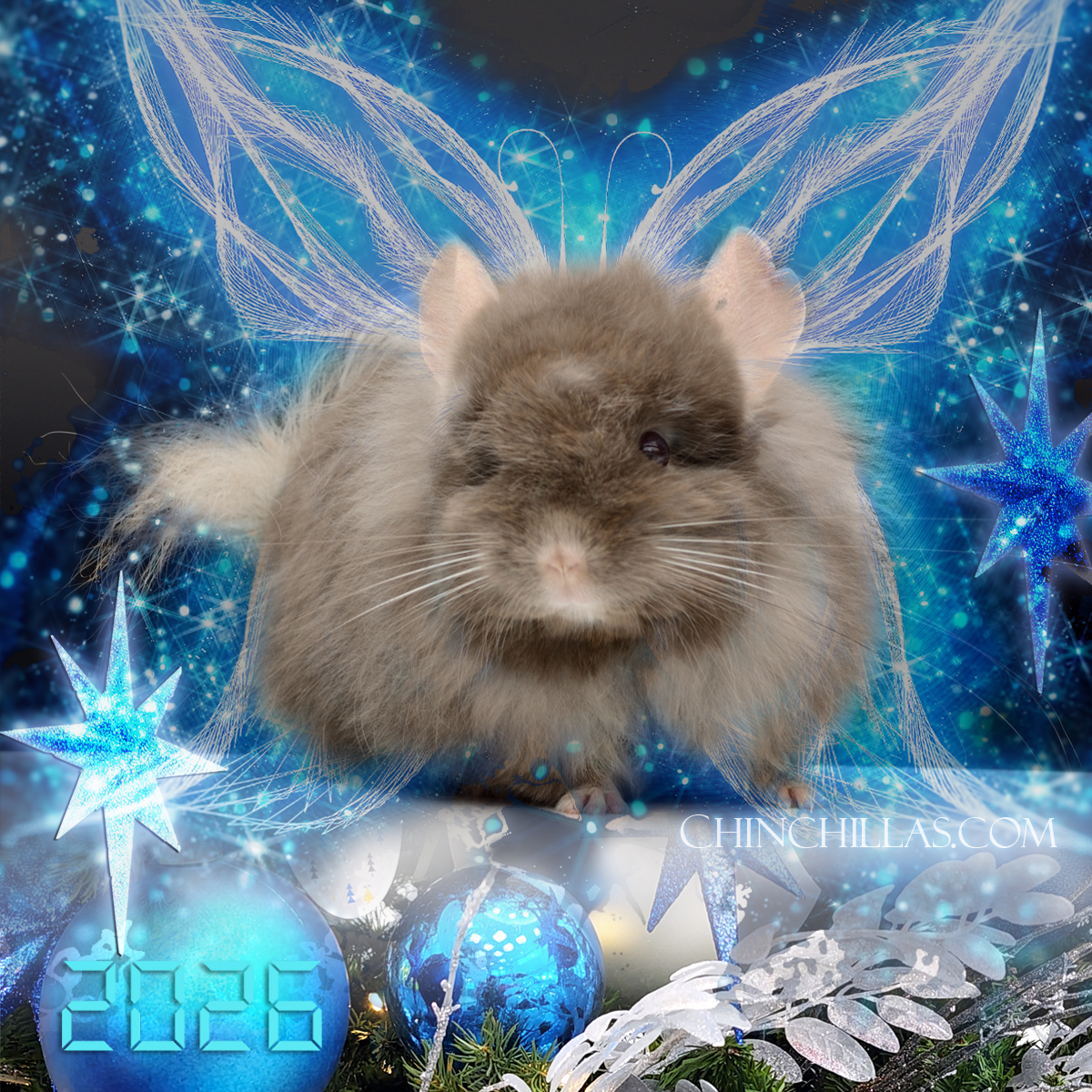 Chinchilla Magic 2026  - G3 Royal Imperial Angora Female Chinchilla