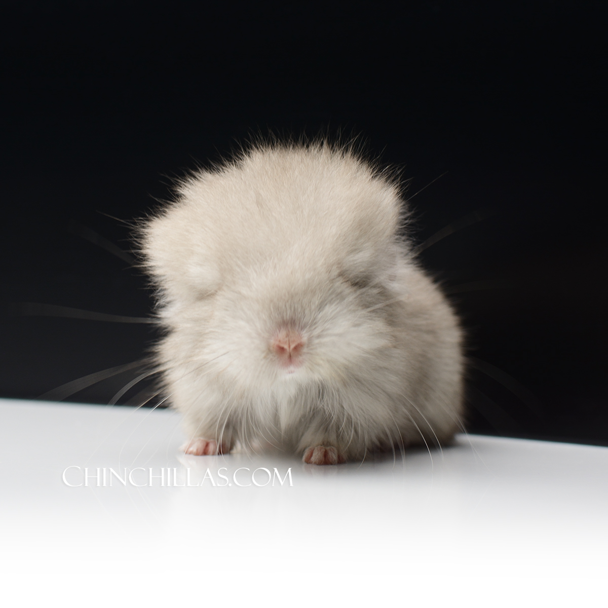 CCOM119 Opal - Beige Royal Persian Angora Female Chinchilla Kit
