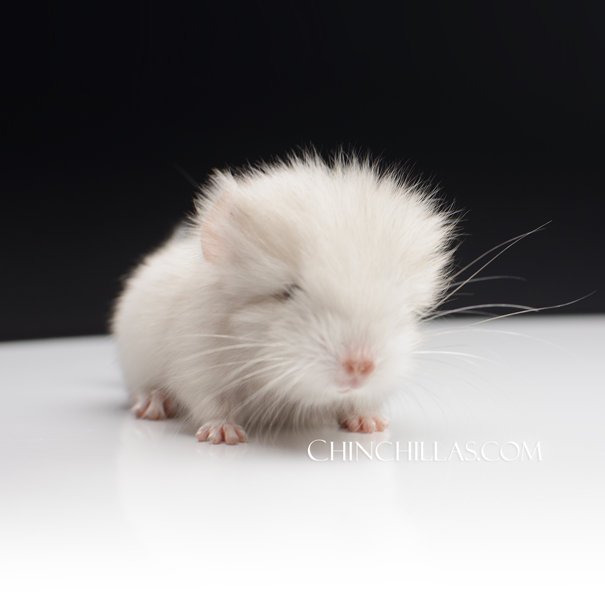 CCOM120 Sebastian - Pink White Royal Persian Angora Male Chinchilla Kit