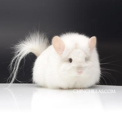 Pink White G2 Royal Persian Angora Female chinchilla and Asian Paradisi