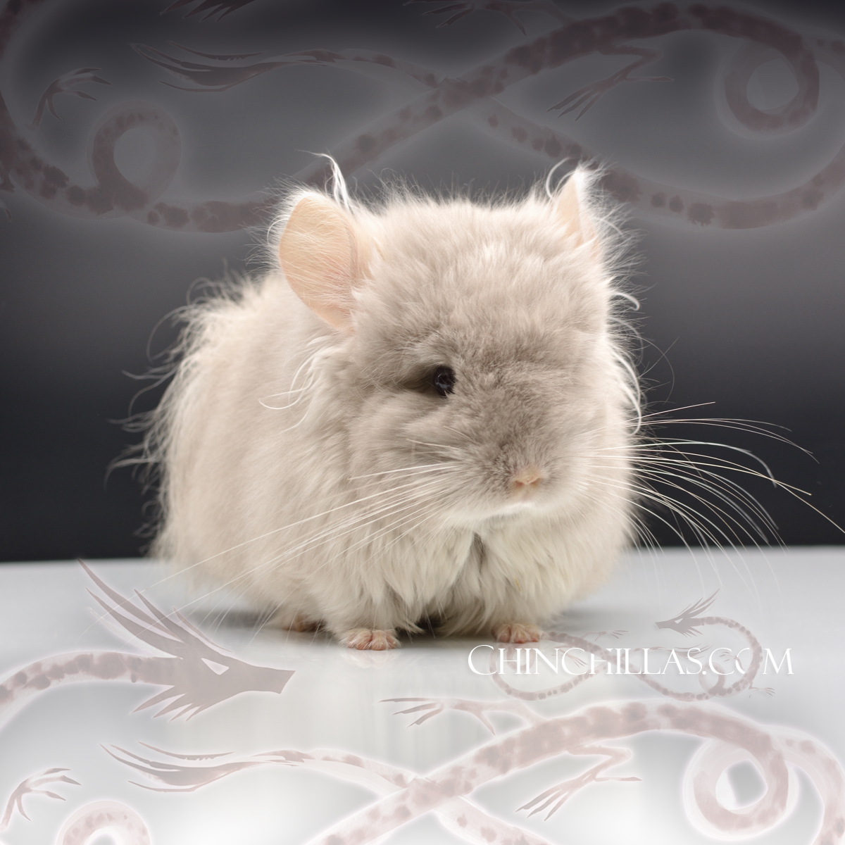The Youngest Dragon Cat - TOV Beige / Violet G2 Royal Persian Angora Male Chinchilla