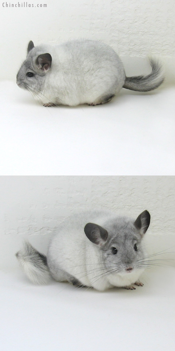 11120 Extra Large Premium Production Quality White Mosaic Female Chinchilla