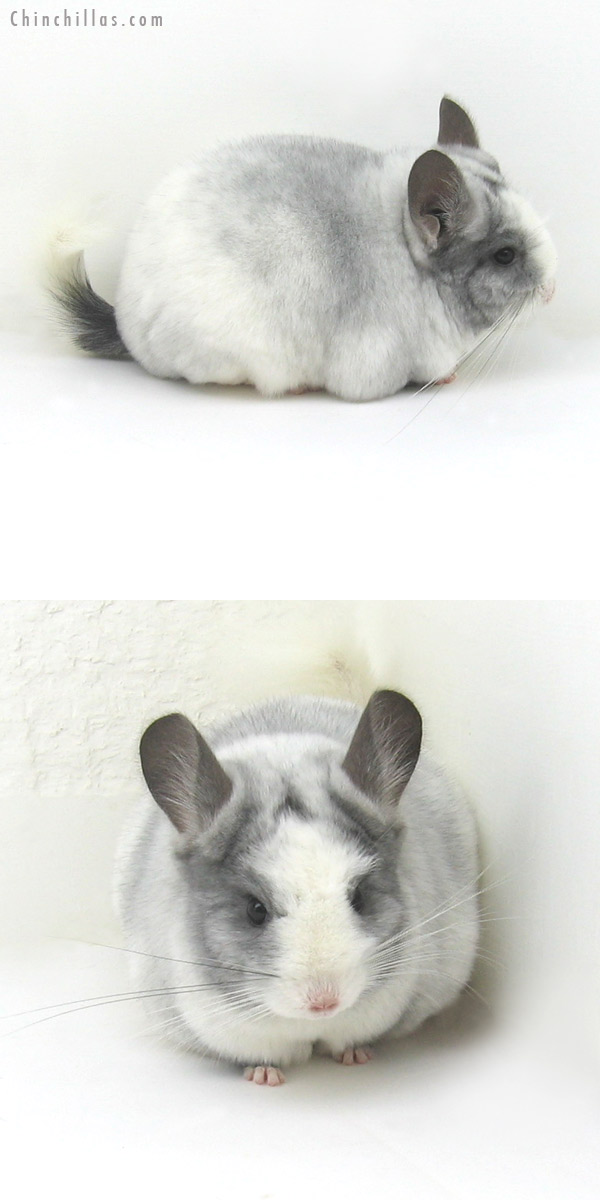 11121 Splotchy White Mosaic ( Violet & Ebony Carrier ) Female Chinchilla