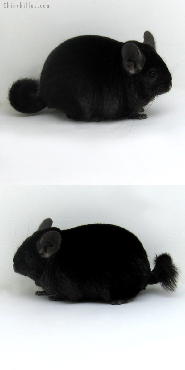 11119 Large Top Show Quality Mahogany / Ebony Male Chinchilla