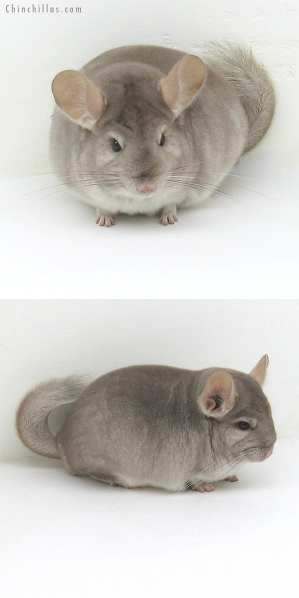 11122 Show Quality Beige Female Chinchilla