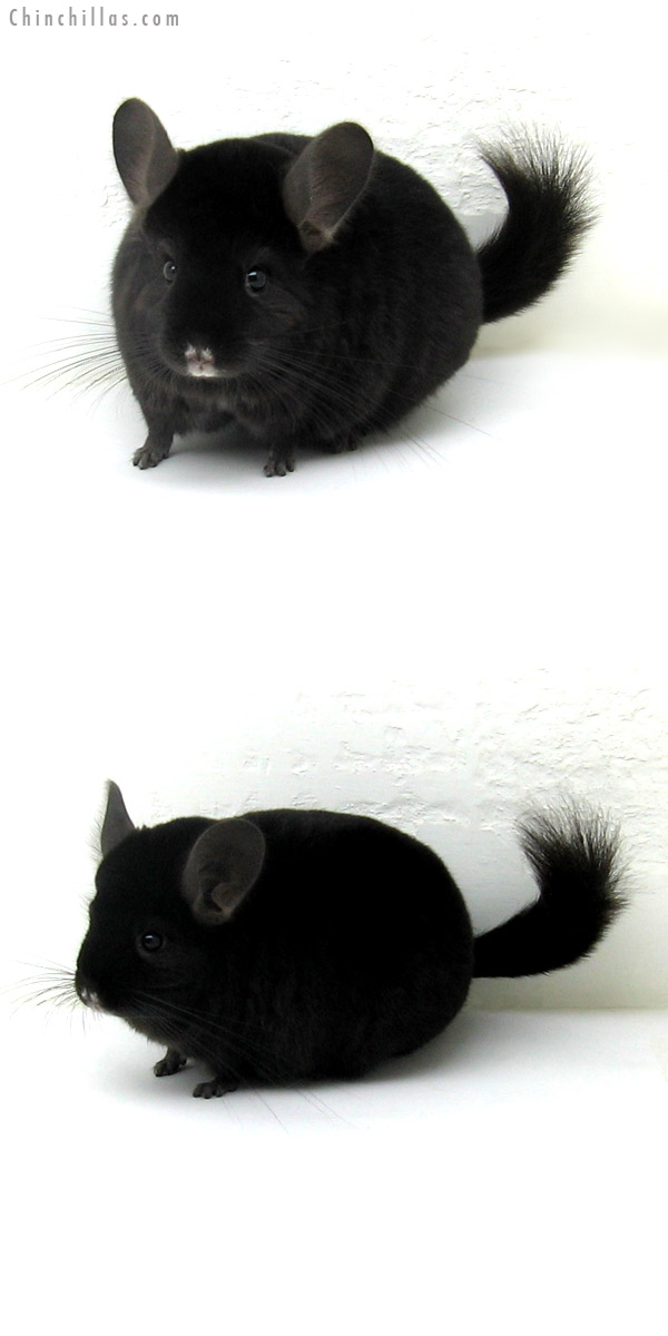 11125 Premium Production Quality Ebony Female Chinchilla