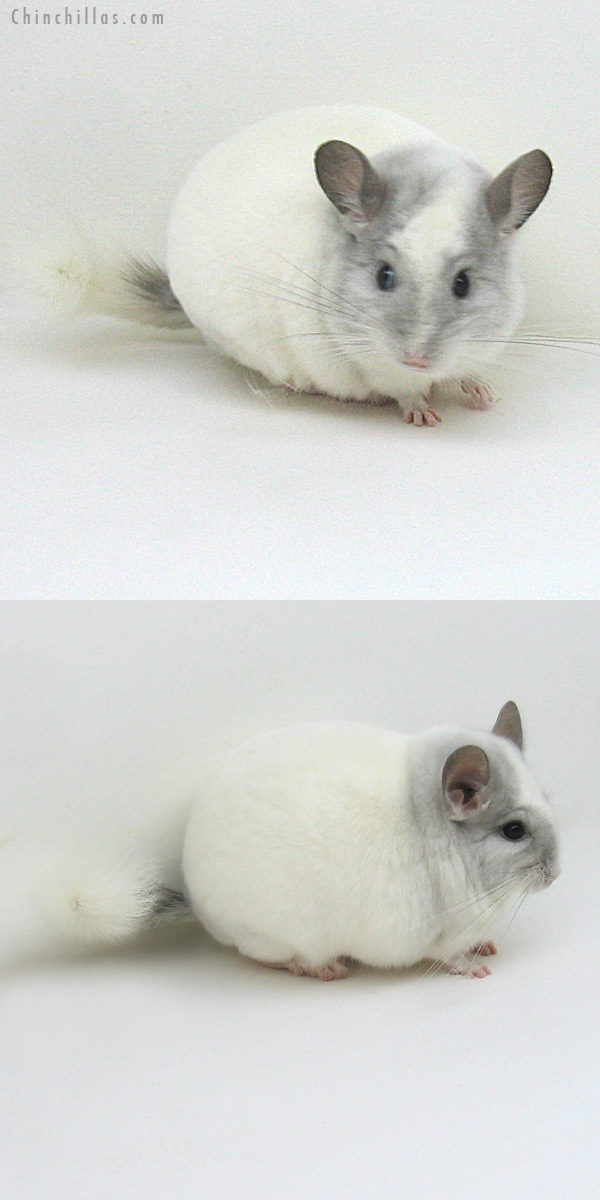 11123 Top Show Quality Violet and White Mosaic Male Chinchilla