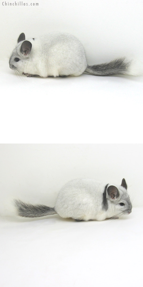 11124 Extreme White Mosaic Female Chinchilla