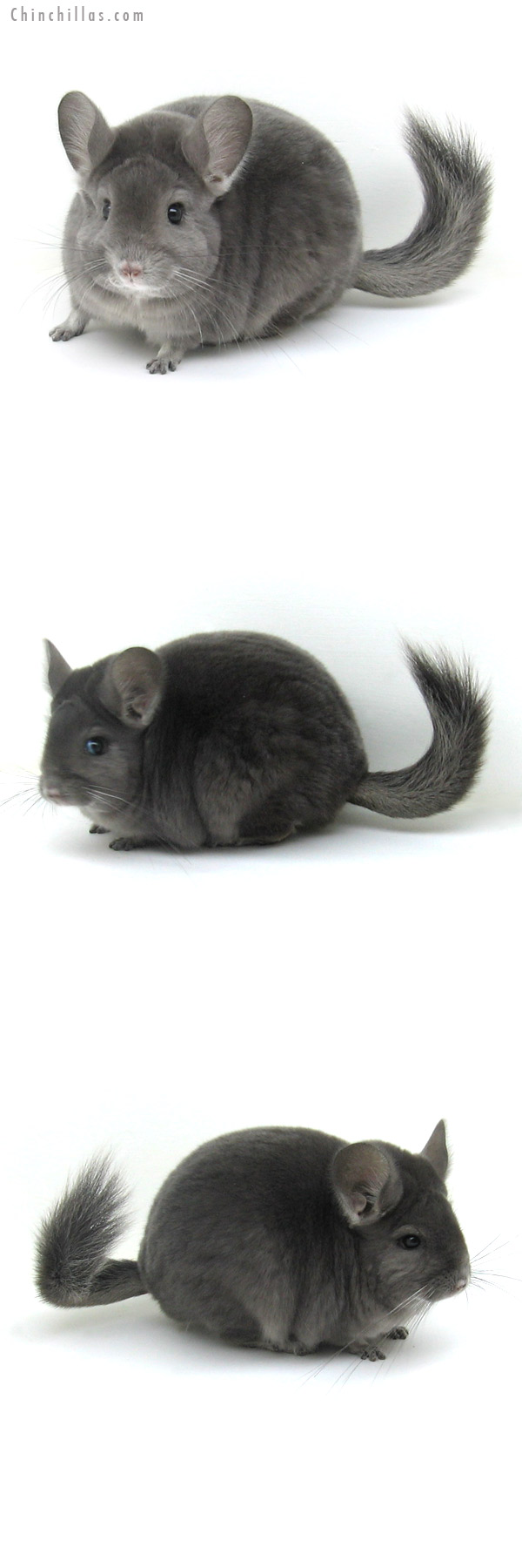 11130 Blocky Premium Production Quality Wrap around Violet Female Chinchilla