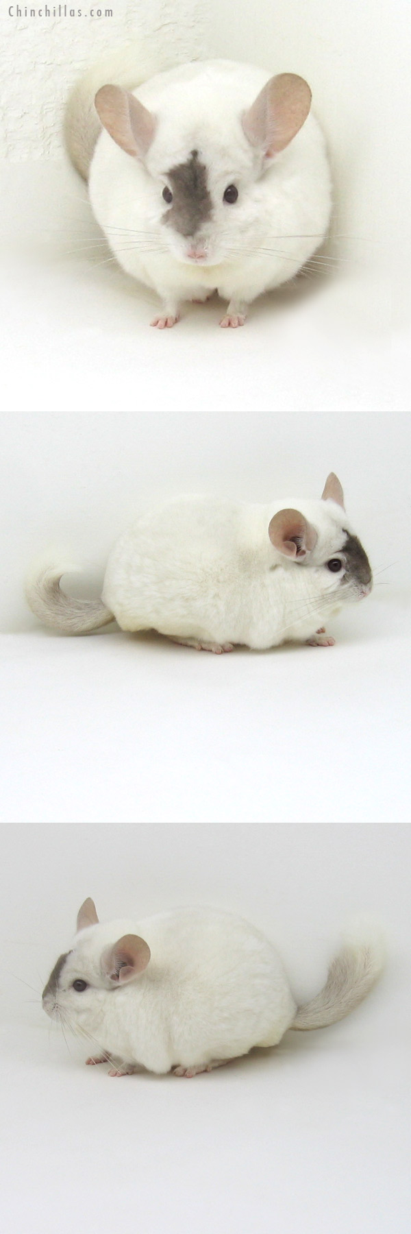 11129 Show Quality Extreme Beige and White Mosaic Male Chinchilla