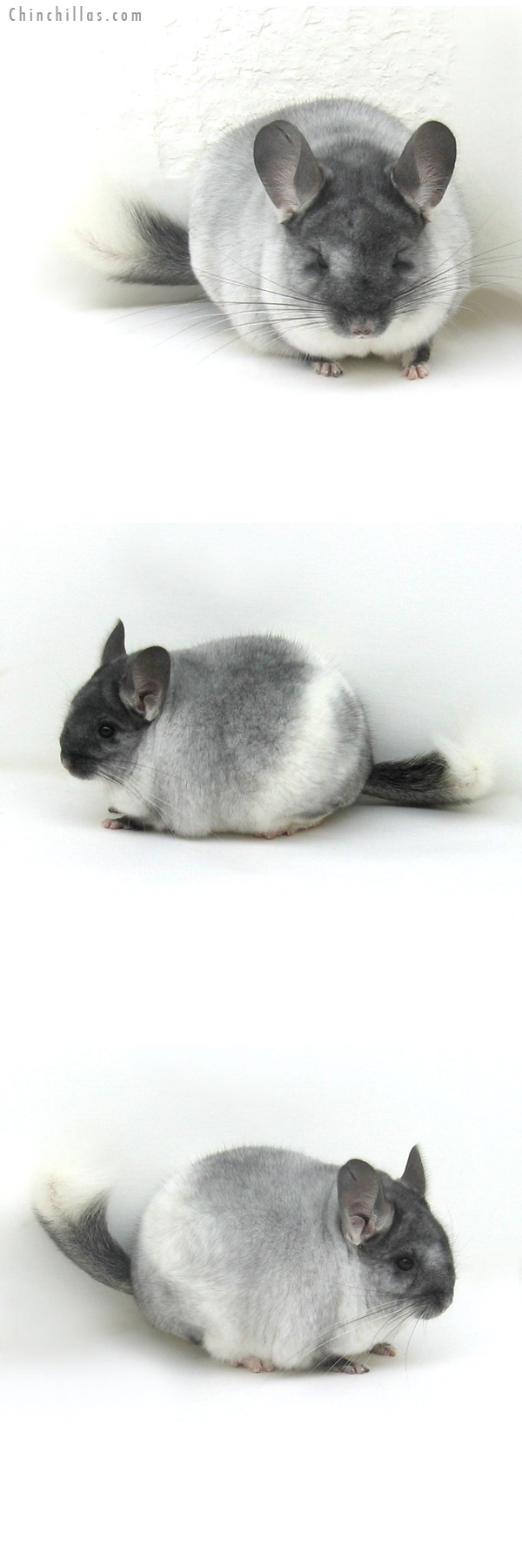 11127 Show Quality TOV White Male Chinchilla