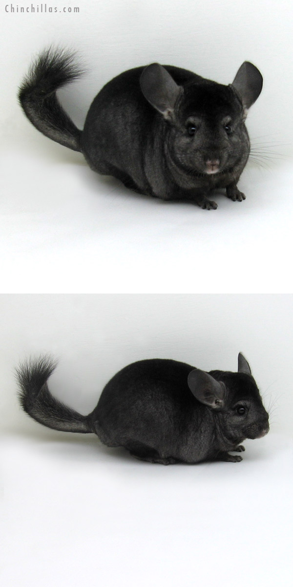 11132 Ebony ( Locken Carrier ) Female Chinchilla