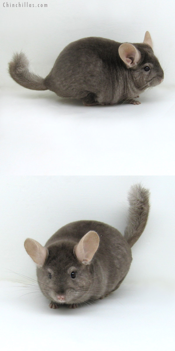 11126 Tan ( Locken Carrier ) Male Chinchilla