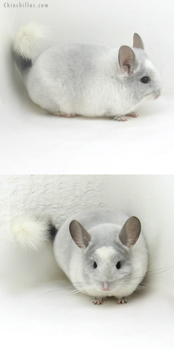 11131 Premium Production Quality TOV Violet and White Mosaic Female Chinchilla