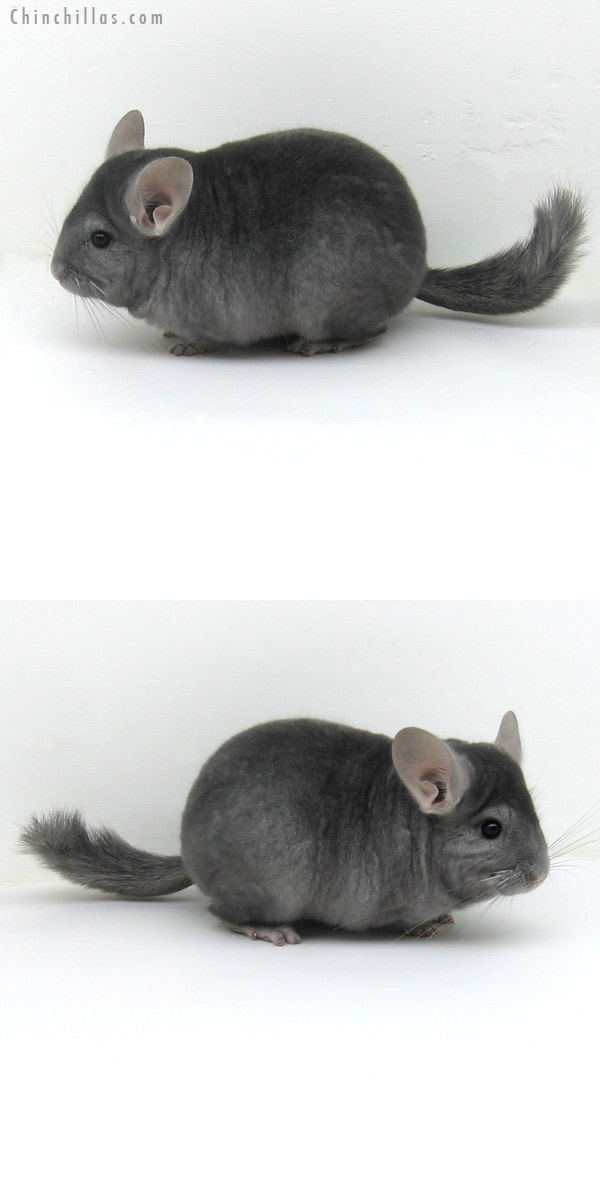 11138 Premium Production Quality Wrap-around Sapphire Female Chinchilla