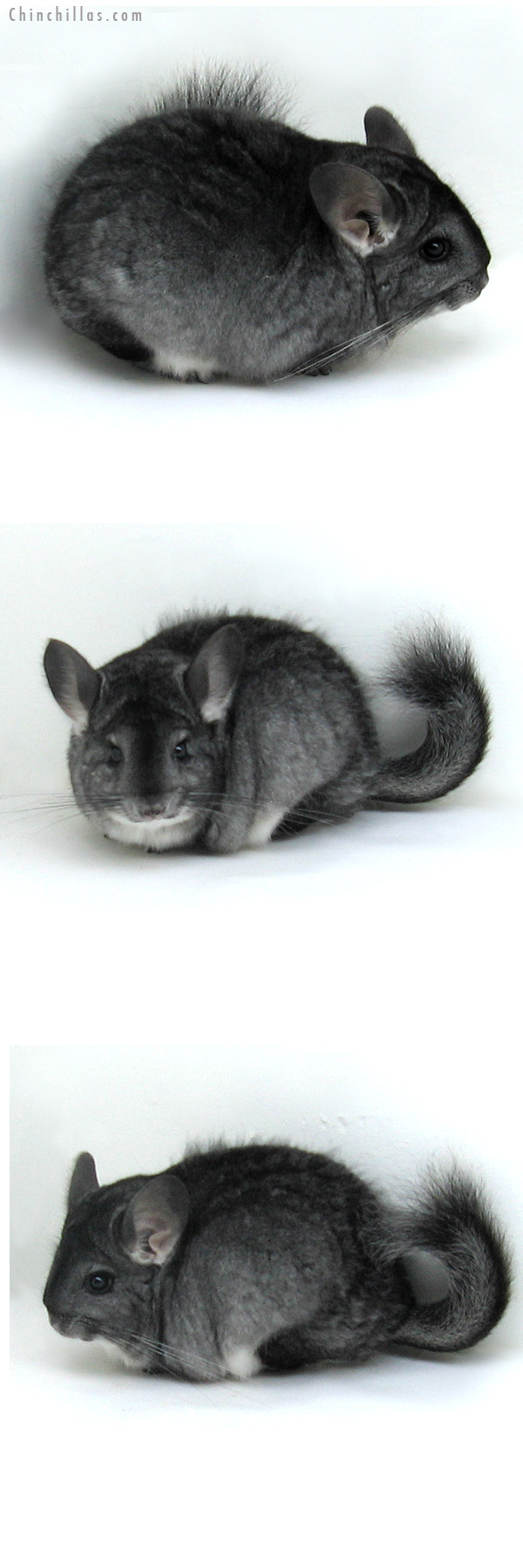 11133 Standard ( Goldbar Carrier ) Female Chinchilla