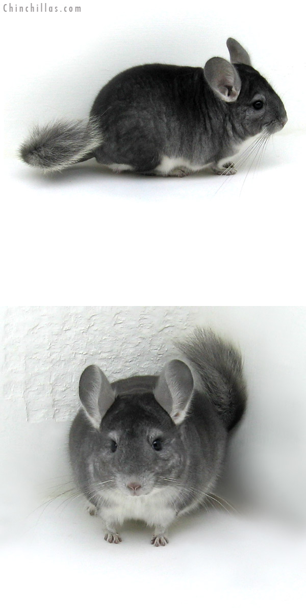 11135 Show Quality Sapphire Male Chinchilla