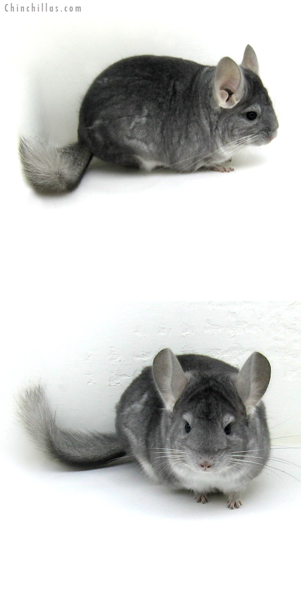 11136 Show Quality Sapphire Female Chinchilla