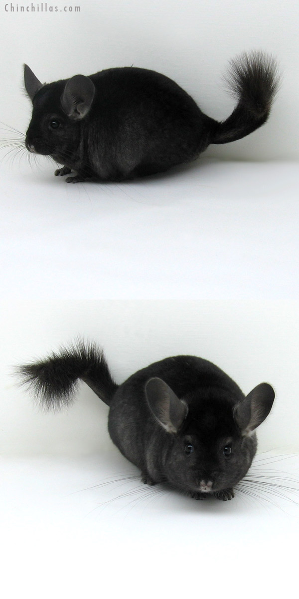 11137 Ebony ( Locken Carrier ) Female Chinchilla