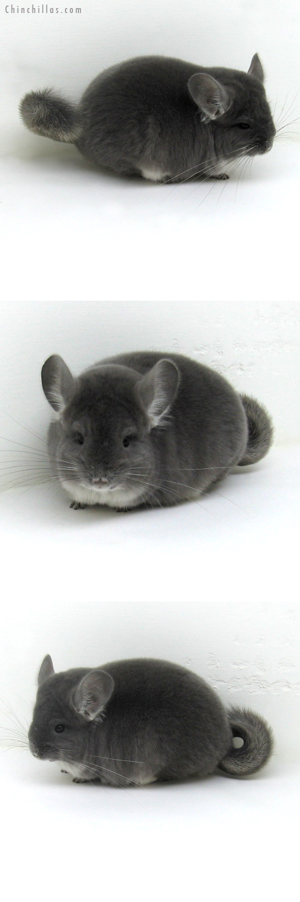 11139 Premium Production Quality Violet ( Ebony Carrier ) Female Chinchilla