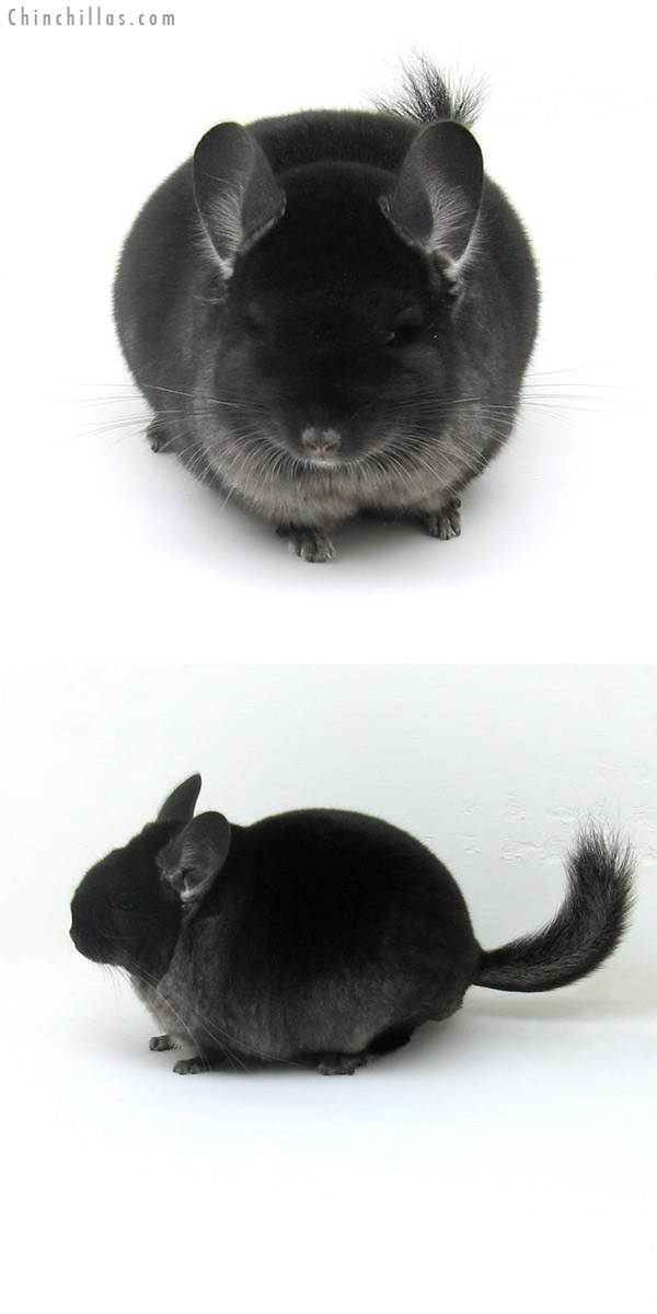 11170 Large Herd Improvement Quality TOV Ebony Male Chinchilla