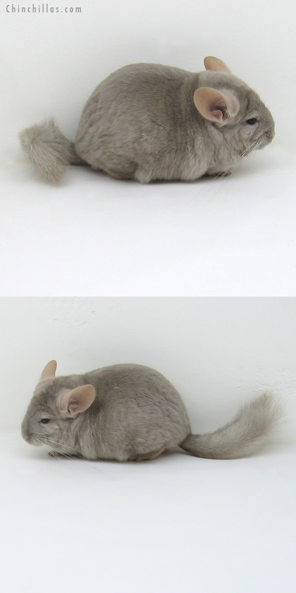 11172 Large Tan / Violet Male Chinchilla