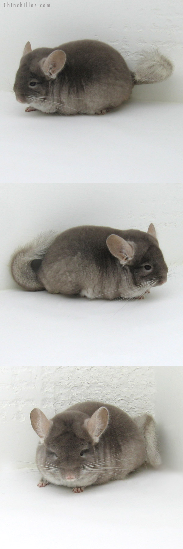 11174 Blocky Premium Production Quality TOV Beige / Brown Velvet ( Violet Carrier ) Female Chinchilla