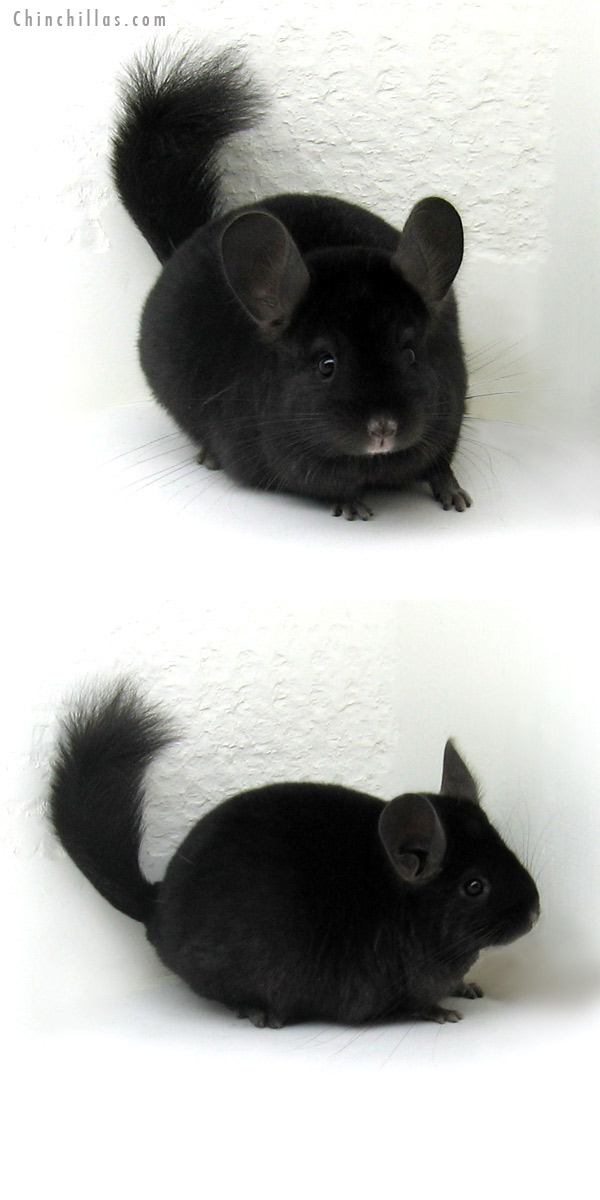 11228 Ebony ( Locken Carrier ) Female Chinchilla