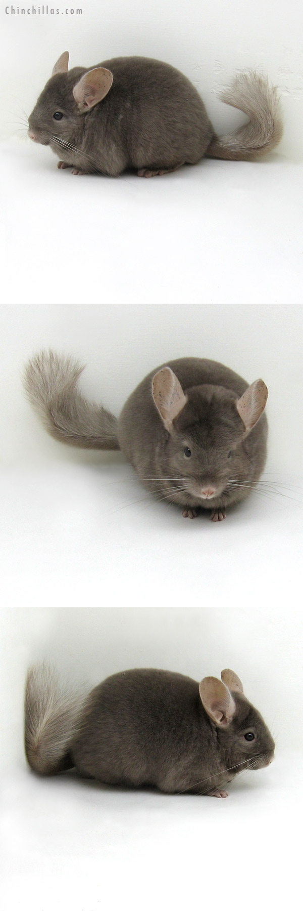 11184 Premium Production Quality Tan Female Chinchilla