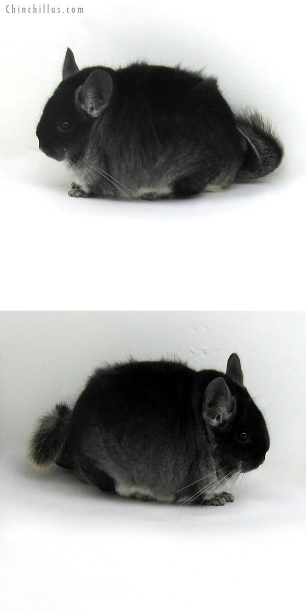 11192 Large Herd Improvement Quality Black Velvet ( Ebony Carrier ) Male Chinchilla