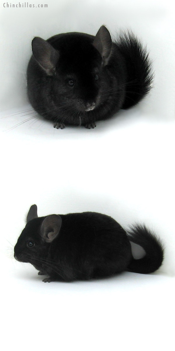 11194 Premium Production Quality Ebony Female Chinchilla