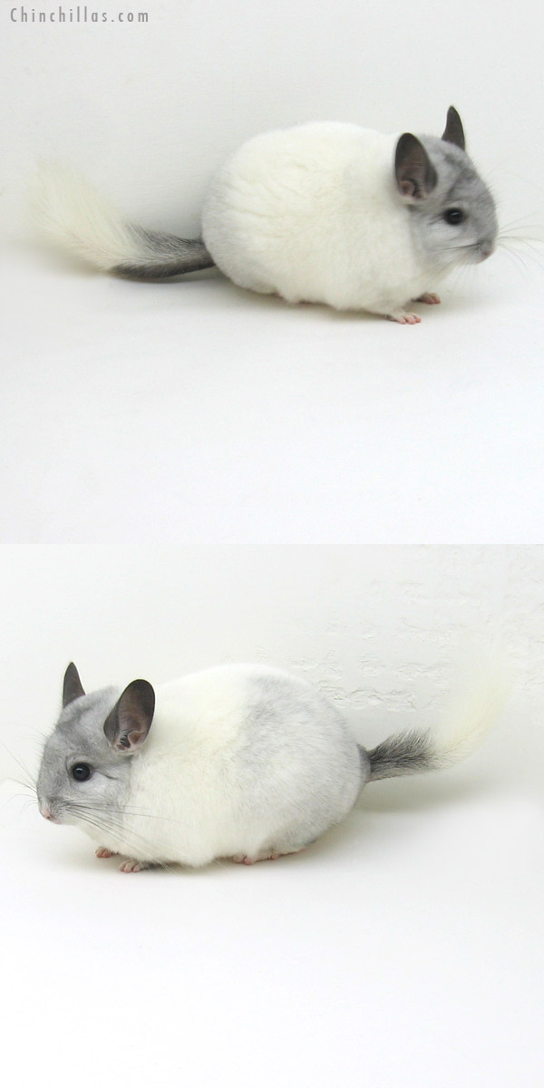 11227 Blocky, Premium Production Quality White Mosaic K887 Daughter