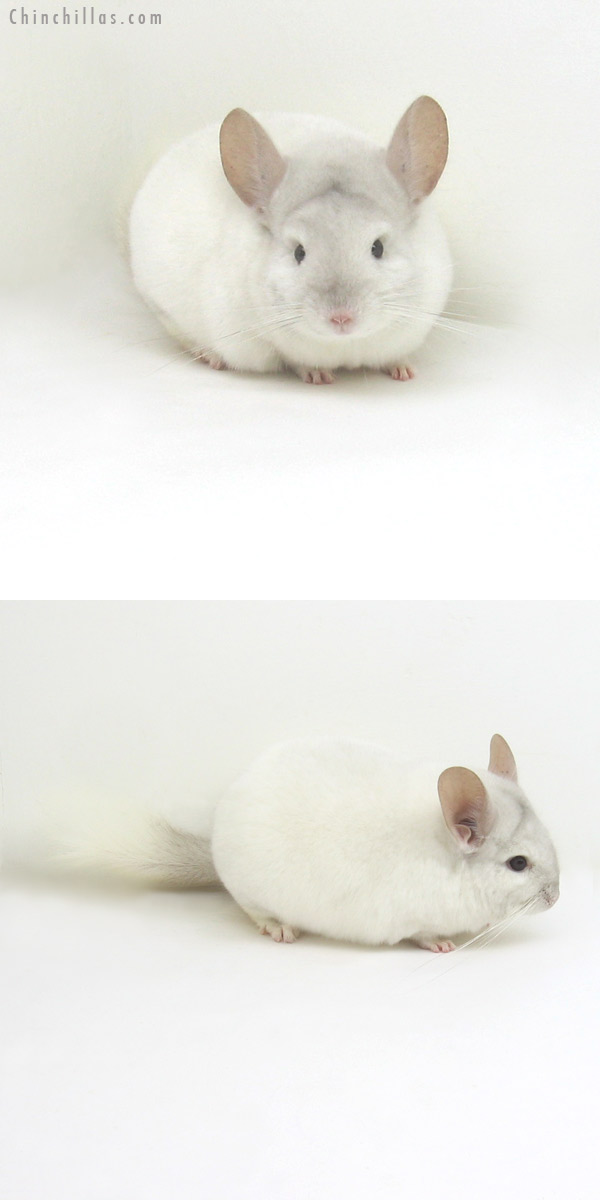 11225 Premium Production Quality Pink White Female Chinchilla