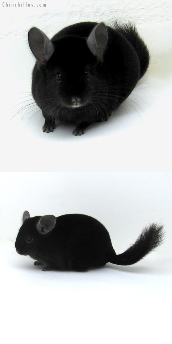 11242 Top Show Quality Ebony Male Chinchilla