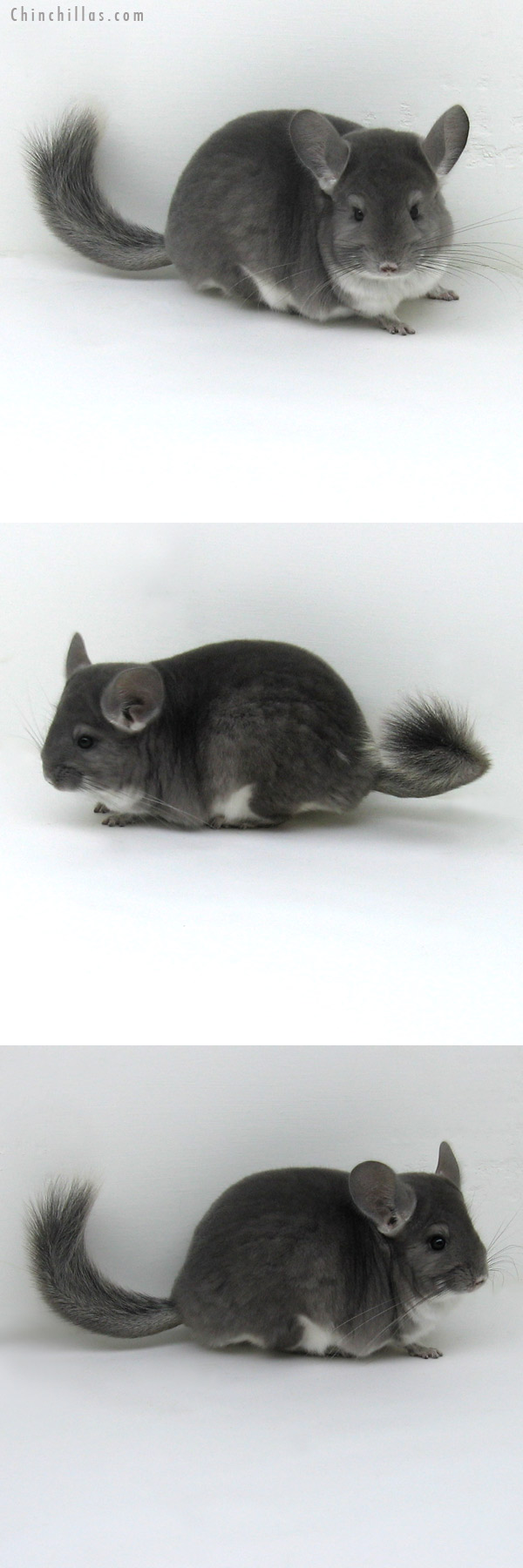 11244 Premium Production Quality Violet Female Chinchilla