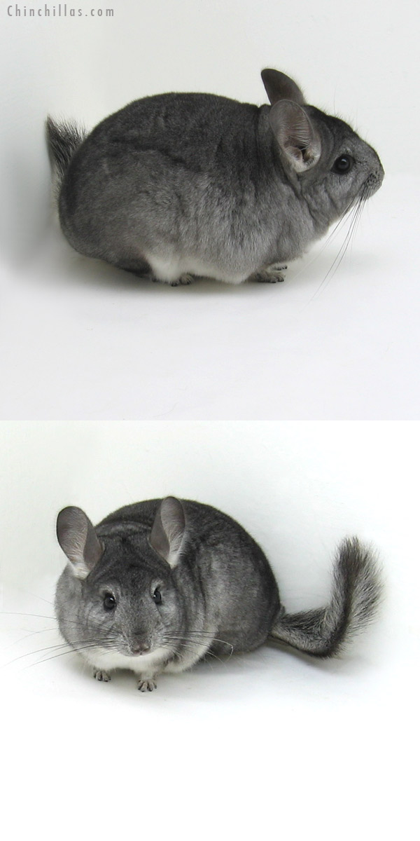 11245 Standard ( Goldbar Carrier ) Female Chinchilla