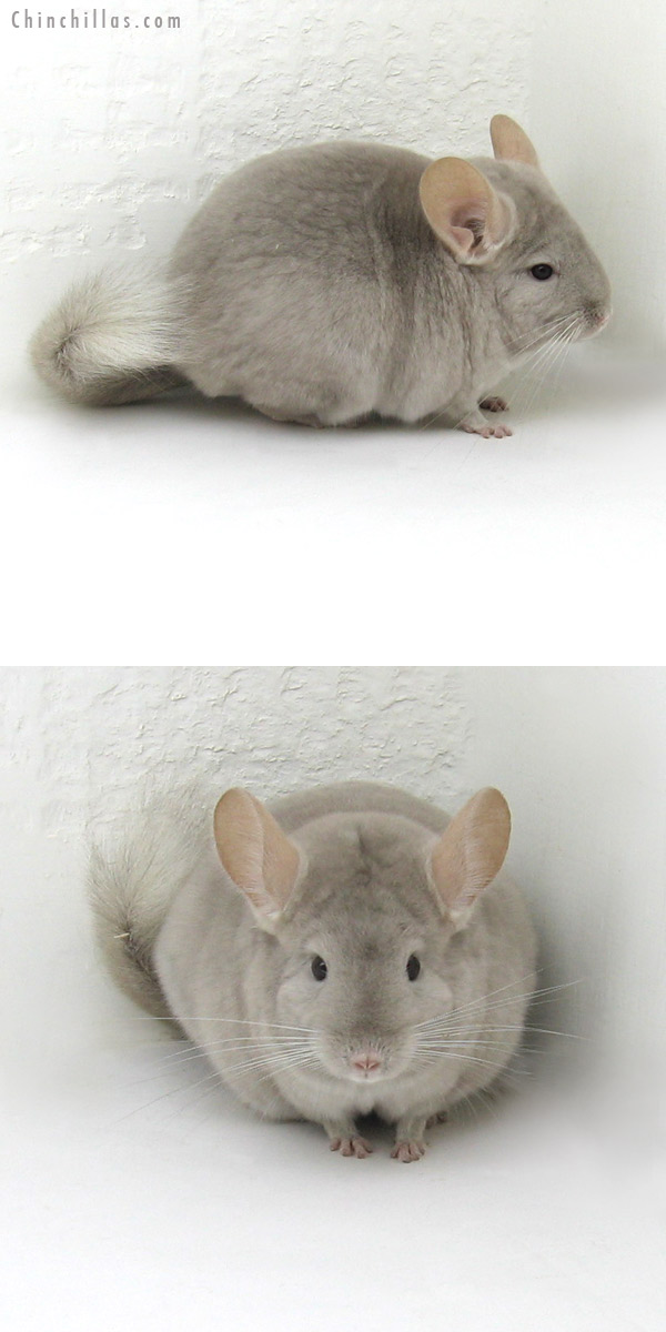 11246 Show Quality Beige/Violet Female Chinchilla