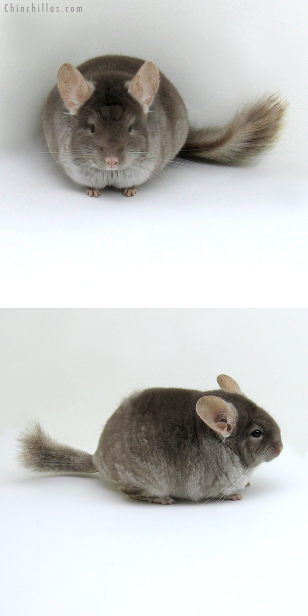 11253 Show Quality TOV Beige / Brown Velvet Female Chinchilla