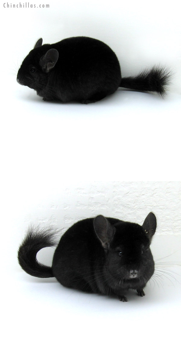 11254 Premium Production Quality Ebony Female Chinchilla