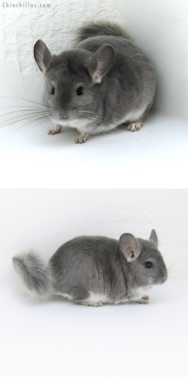 11250 Violet Male Chinchilla