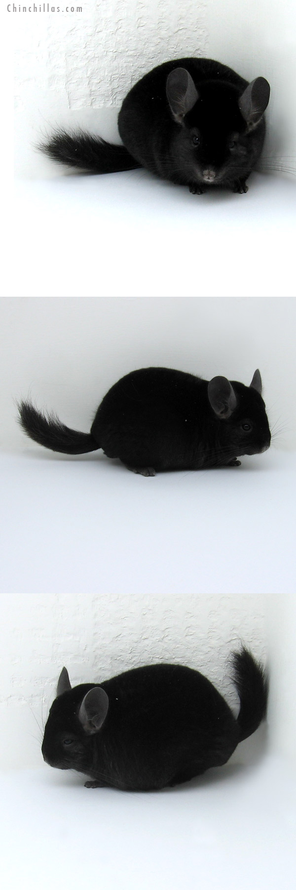 11251 Show Quality Ebony Male Chinchilla