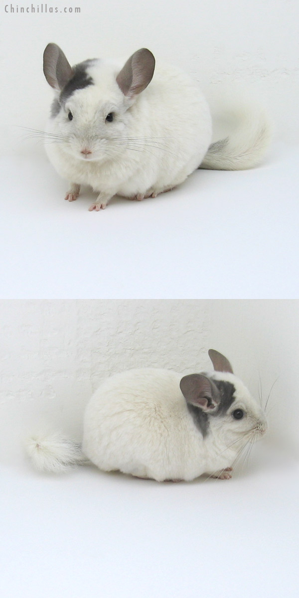 11248 Large Show Quality Violet & White Mosaic Female Chinchilla