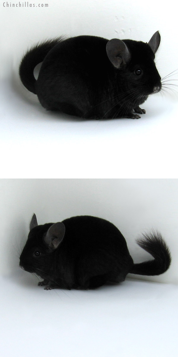 11255 Large Premium Production Quality Ebony Female Chinchilla