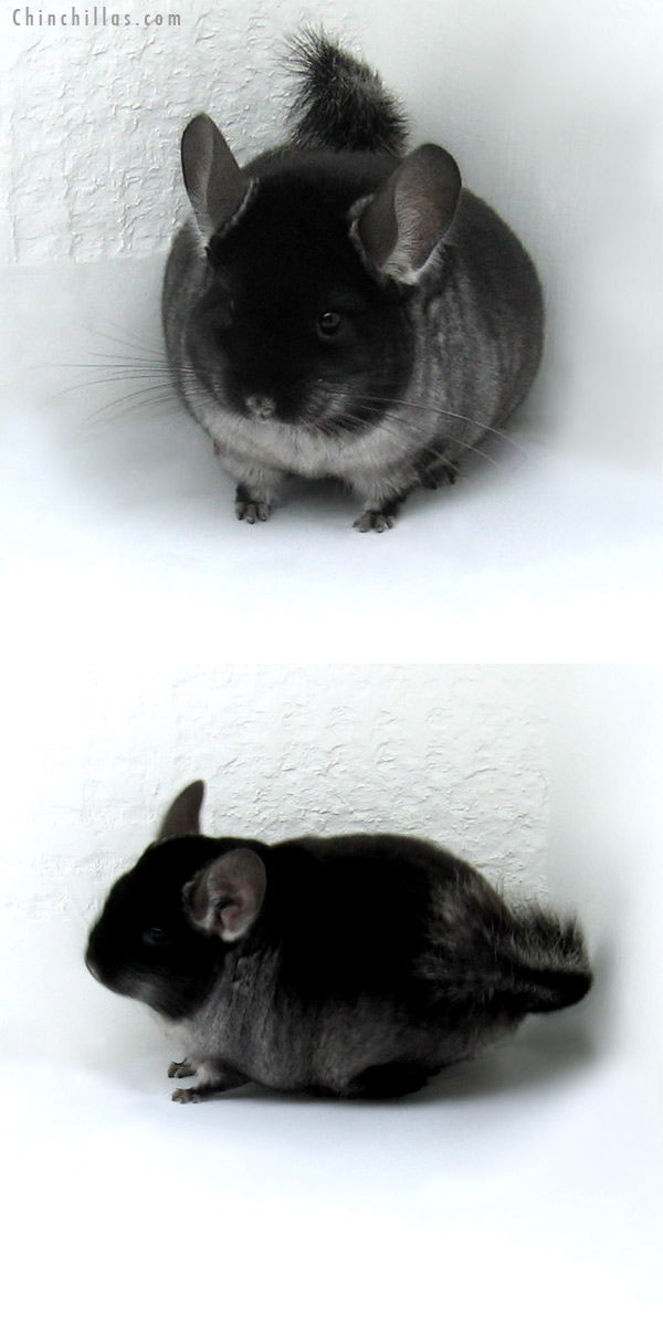 11249 Show Quality Black Velvet ( Ebony Carrier ) Male Chinchilla