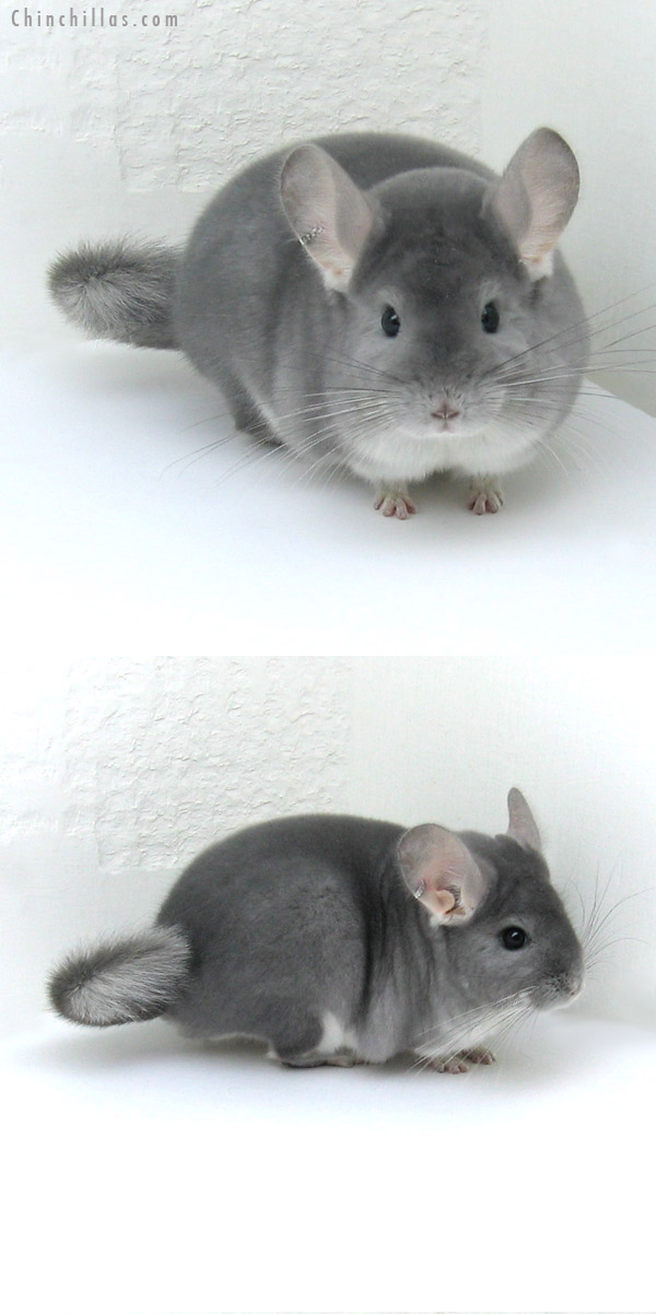 12003 Blue Diamond Male Chinchilla