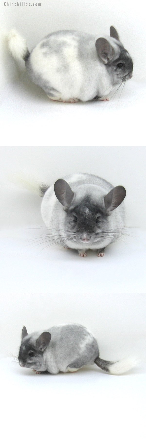 12014 Blocky, Herd Improvement Quality Ebony & White Mosaic Male Chinchilla