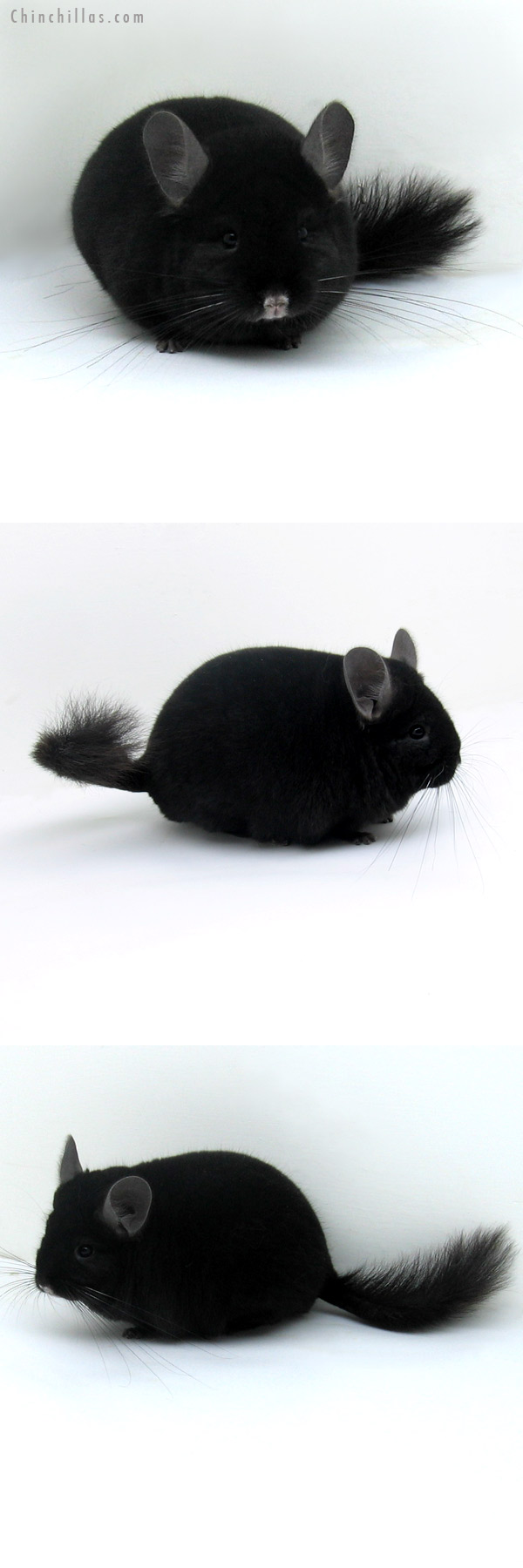 12013 Herd Improvement Quality Ebony Male Chinchilla