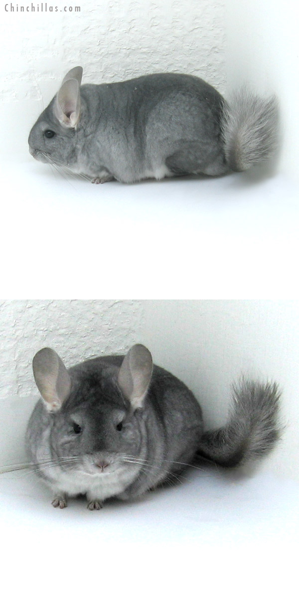 12010 Premium Production Quality Sapphire Female Chinchilla