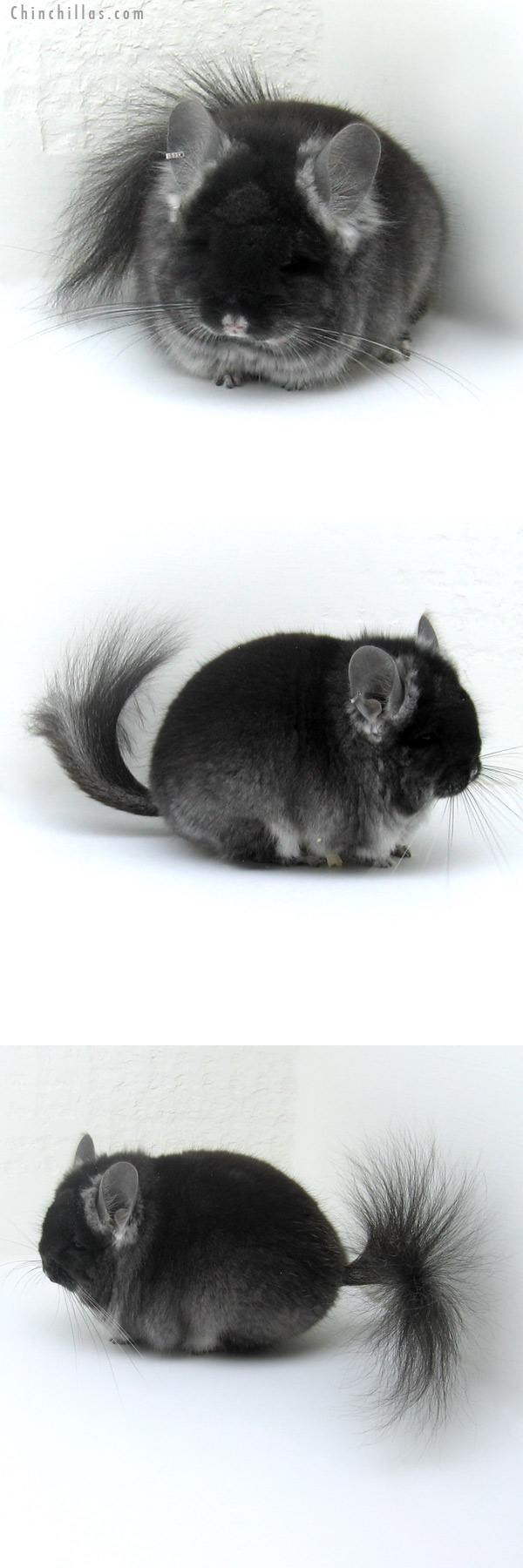 12005 Exceptional Black Velvet Royal Persian Angora Male Chinchilla