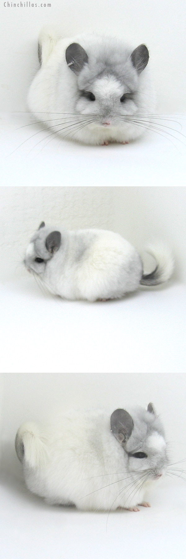 12007 Exceptional White Mosaic Royal Persian Angora Female Chinchilla